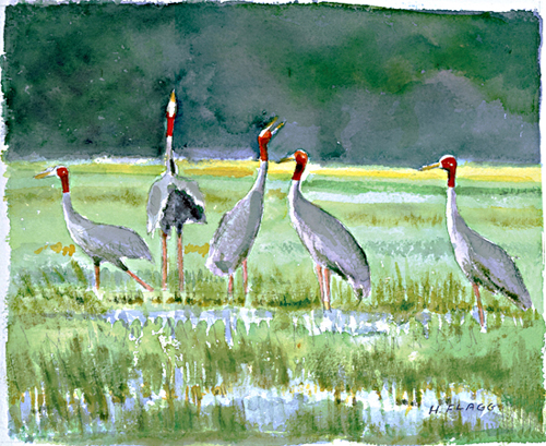 Eastern Sarus Cranes, Vietnam